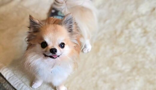 個別レッスン　夢二くん