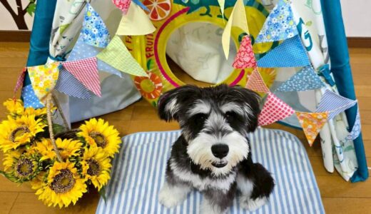 お試し入園　シュバくん