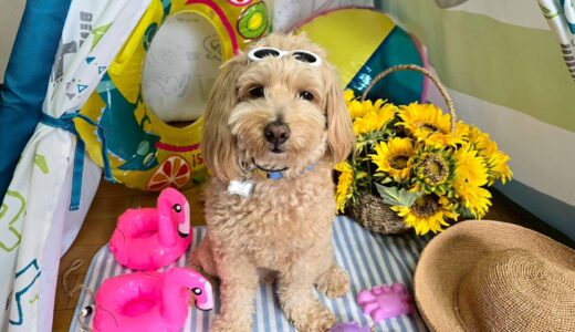 幼稚園生　トイくん