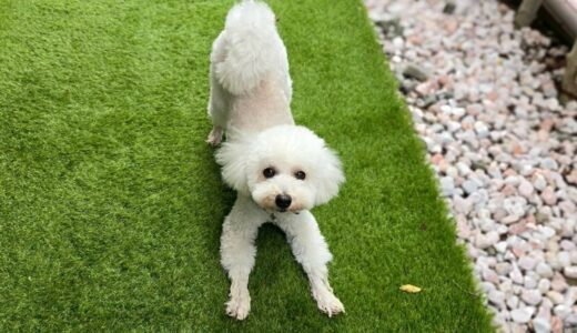 幼稚園生　クッキーくん