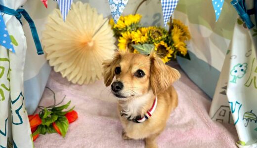 幼稚園生　ジェニファーちゃん