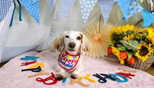 幼稚園生　幸芽ちゃん