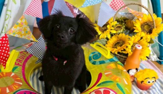 お試し入園　クッキーちゃん