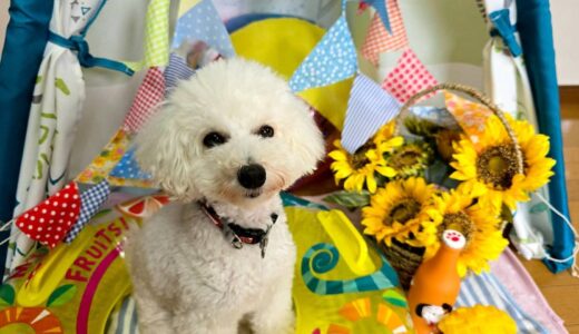 幼稚園生　クッキーくん