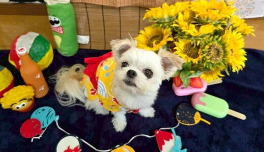 幼稚園生　リーナベルちゃん