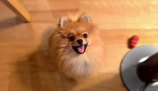 こむぎくん　カウンセリング