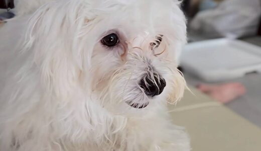 個別レッスン　ルイくん