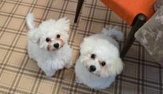 アンジェリカちゃん、セレーネちゃん　カウンセリング