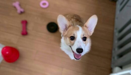 みるきぃちゃん　カウンセリング