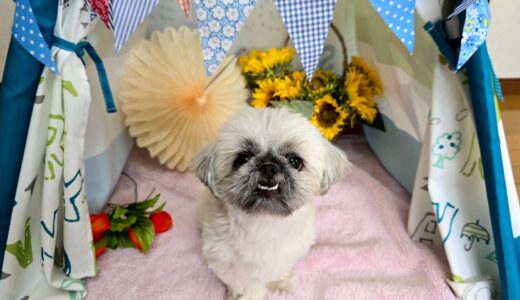 幼稚園生　ぽんちゃん