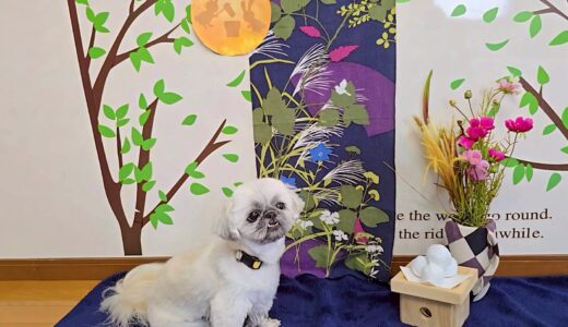 幼稚園生　ぽんちゃん