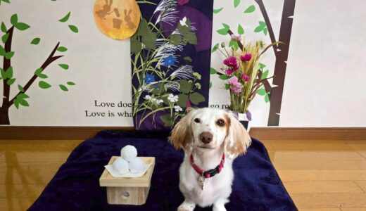 幼稚園生　幸芽ちゃん