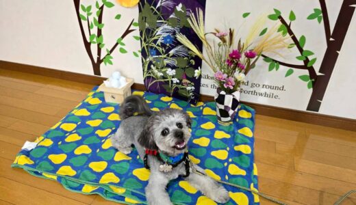 お試し入園　ポポくん