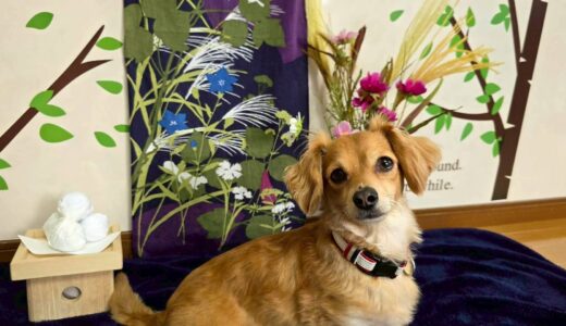 幼稚園生　ジェニファーちゃん2days