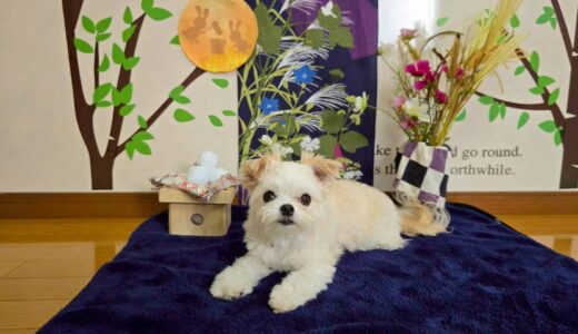 幼稚園生　リーナベルちゃん