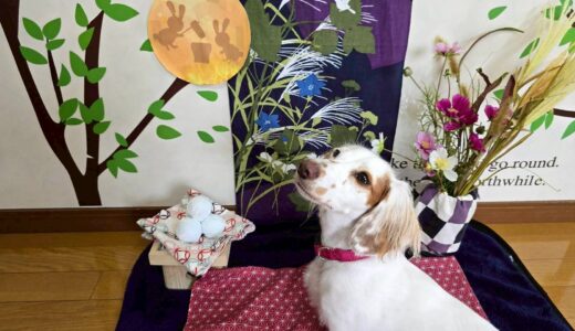 幼稚園生　幸芽ちゃん