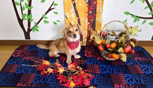 幼稚園生　ジェニファーちゃん