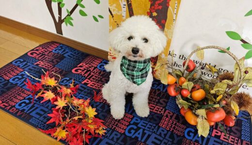 幼稚園生　クッキーくん