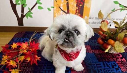 幼稚園生　ぽんちゃん