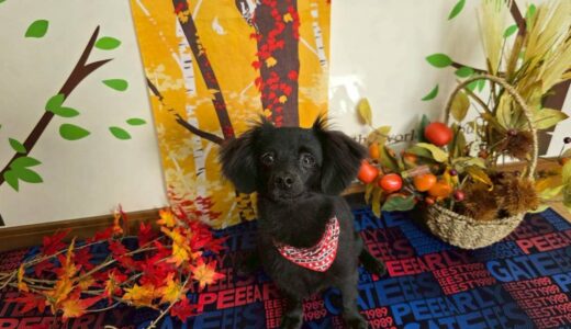 幼稚園生　クッキーちゃん