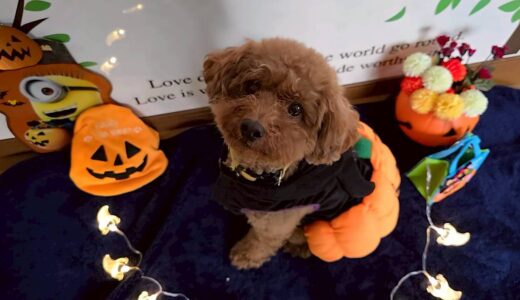 幼稚園生　ひなたくん