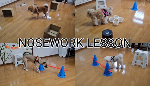 ノーズワークレッスン
