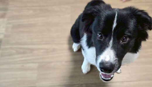 シャルルくん　カウンセリング