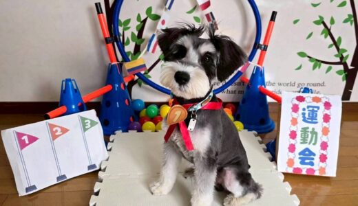 幼稚園生　シュバくん