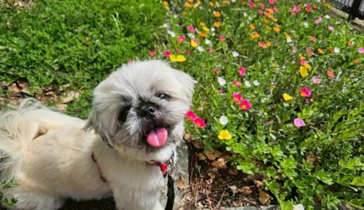 幼稚園生　ぽんちゃん