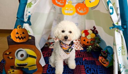 幼稚園生　クッキーくん