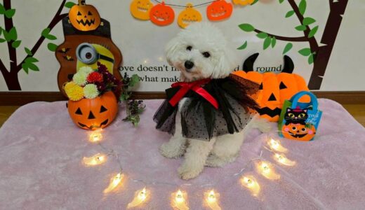 幼稚園生　クッキーくん