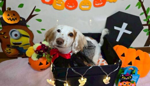 幼稚園生　幸芽ちゃん