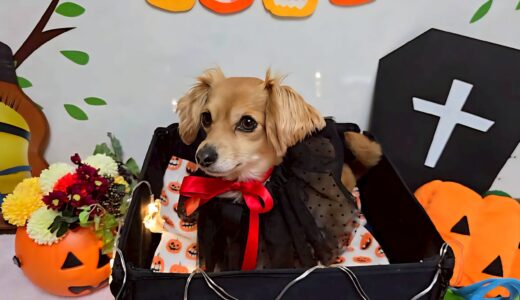 幼稚園生　ジェニファーちゃん2days