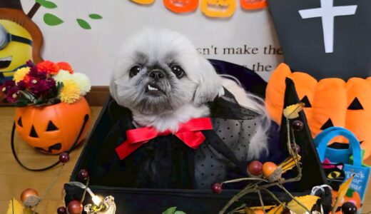 幼稚園生　ぽんちゃん