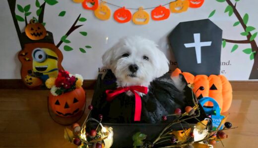 幼稚園生　マルちゃん