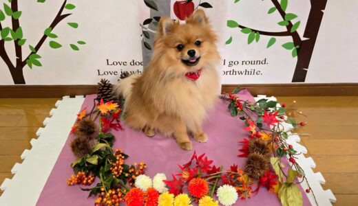 お試し入園　こむぎくん