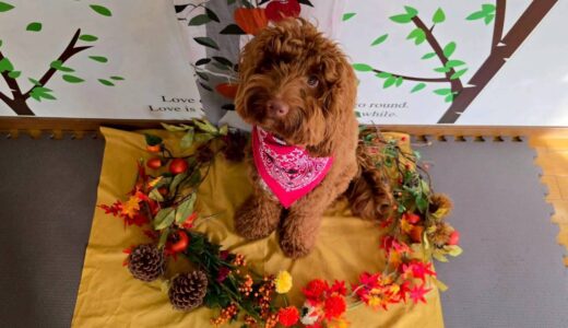 幼稚園生　エレンくん