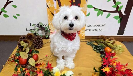 幼稚園生　ルイくん