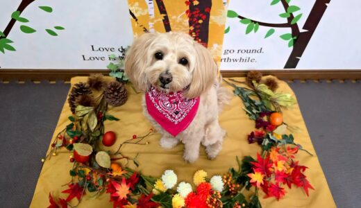 幼稚園生　トイくん