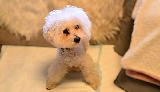 個別レッスン　ピーターくん