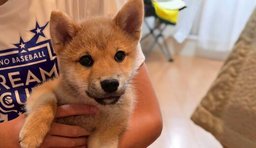 ぽん太くん　カウンセリング