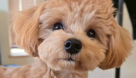 レイくん　カウンセリング