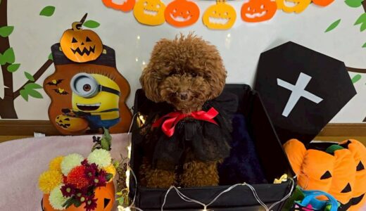 幼稚園生　テオくん