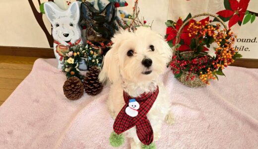 幼稚園生　ルイくん