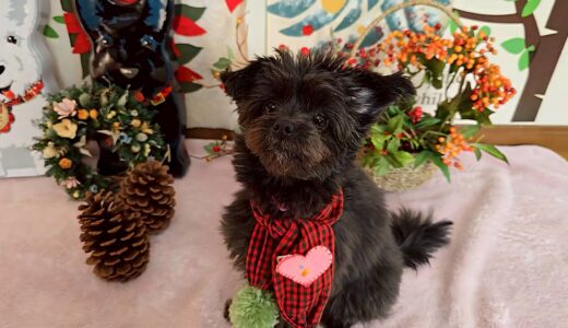 幼稚園生　ヒナちゃん