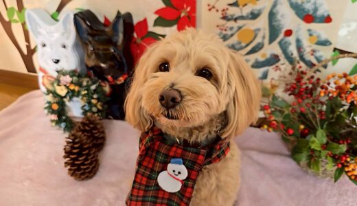 幼稚園生　トイくん