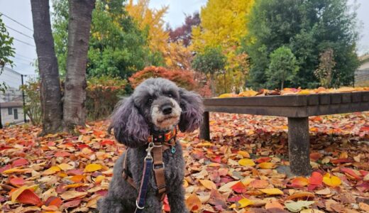 幼稚園生　菜那ちゃん