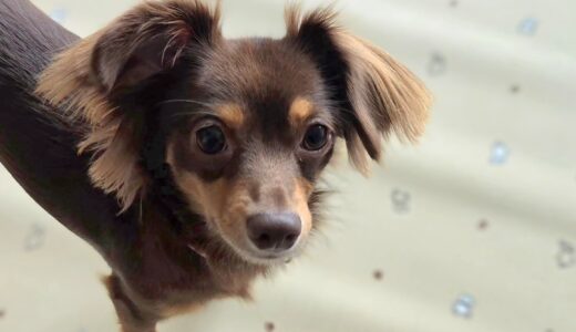 個別レッスン　ぷりんくん　