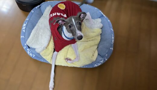 個別レッスン　フィンくん