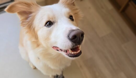 ぷーみんくん　カウンセリング